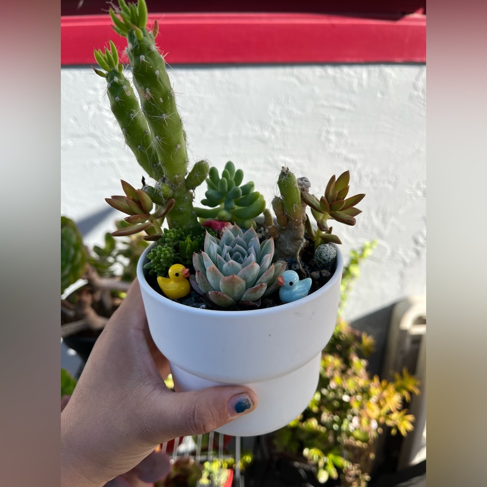 Sleeping baby succie
